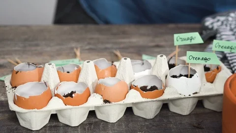 Plantings seeds in eggshells and labeling them with small plant tags. Stock Footage 119021056