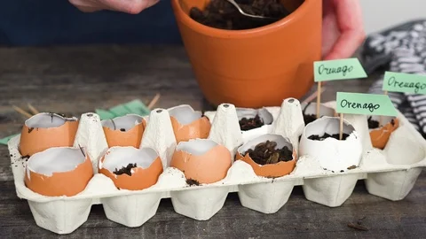 Plantings seeds in eggshells and labeling them with small plant tags. Stock Footage 119022346