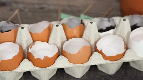 Plantings seeds in eggshells and labeling them with small plant tags. Stock Footage 121504425