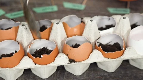 Plantings seeds in eggshells and labeling them with small plant tags. Stock Footage 121505571