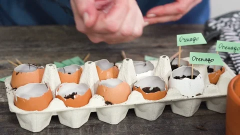 Plantings seeds in eggshells and labeling them with small plant tags. Stock Footage 121507894