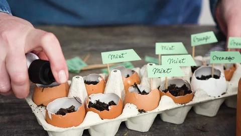 Plantings seeds in eggshells and labeling them with small plant tags. Stock Footage 121515135