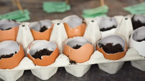 Plantings seeds in eggshells and labeling them with small plant tags. Stock Footage 126302015
