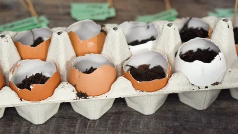 Plantings seeds in eggshells and labeling them with small plant tags. Stock Footage 126303338