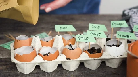 Plantings seeds in eggshells and labeling them with small plant tags. Stock Footage 126304156