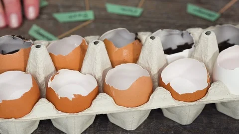 Plantings seeds in eggshells and labeling them Stock Footage 126304279