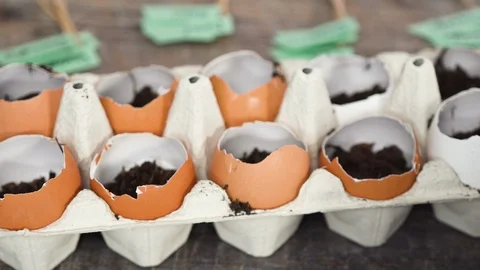 Plantings seeds in eggshells and labeling them Stock Footage 126319727