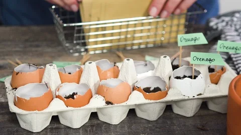 Plantings seeds in eggshells and labeling them Stock Footage 126320119