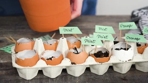 Plantings seeds in eggshells and labeling them with small plant tags. Stock Footage 126320953