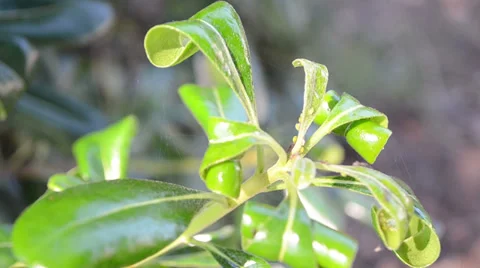 The plants 2 스톡 동영상 30343422