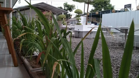 Plants 2 Stock Footage 294721728