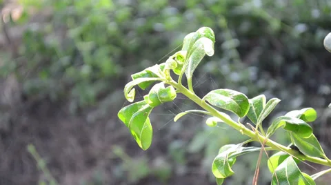 The plants 3 Stock Footage 30351842