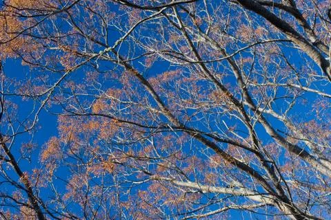 Plants #8 Stock Photos