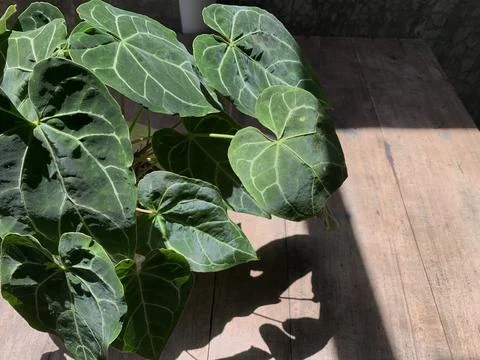 Plants adorable 库存照片