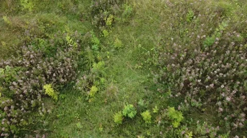 Plants Aerial 4k Stock Footage 161126199
