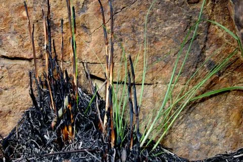 Plants After the Fire 40 Stock Photos
