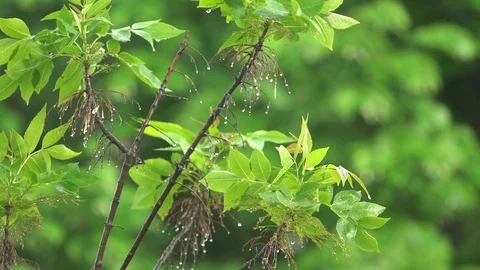Plants after the rain Stock Footage 75541762