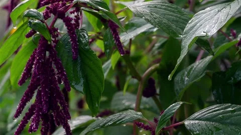 Plants after rain Stock Footage 138767118