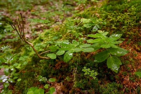 Plants after rain in the forest Stock Photos