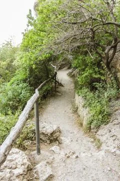 Plants along the path. Stock Photos