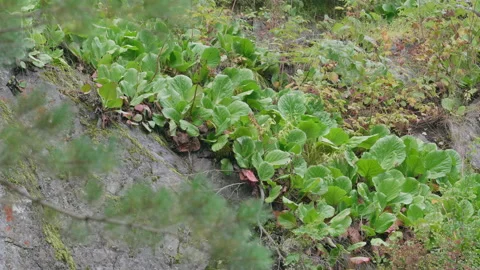 Plants in the Altai mountains Stock Footage 171661822