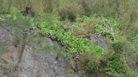 Plants in the Altai mountains Stock Footage 171662622