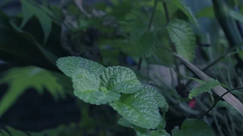 Plants with amazing textures Stock Footage 240455196