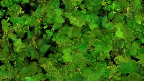 PLANTS AND BUSHES BACKGROUND Stock Footage 160634664