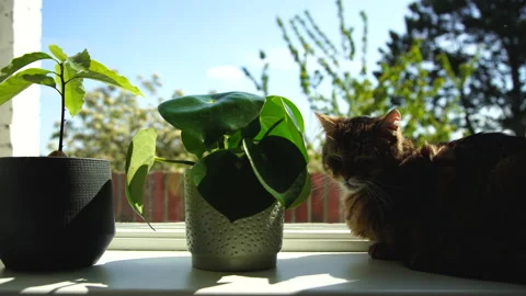 Plants and cat Stock Footage 133370994