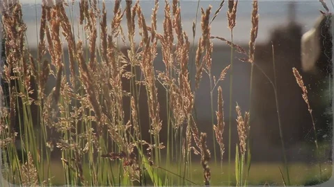 Plants and Chains Stock Footage 99117558