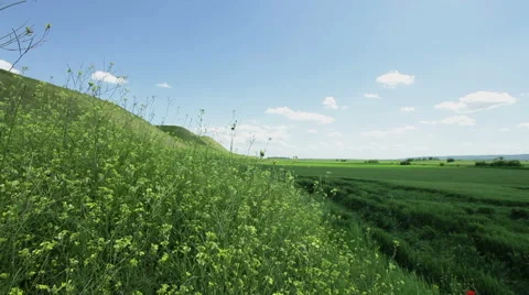 Plants and crops in field at spring sunny day Stock Footage 59939572