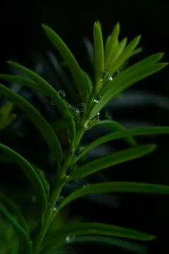Plants and droplets Stock Photos