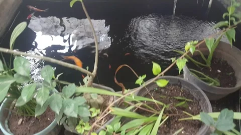 Plants and fish Stock Footage 240700870