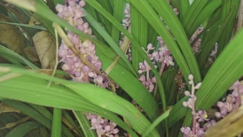 Plants and flowers that bloom Stock Footage 220685241