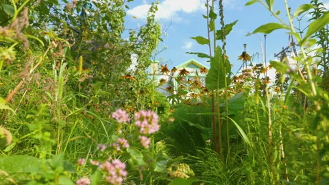 Plants and flowers in the garden plot in 4k Stock Footage 149170001