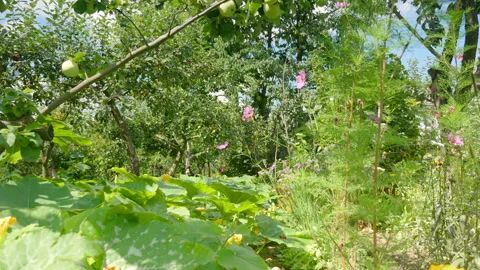 Plants and flowers in the garden plot in 4k Stock-Footage 153319197