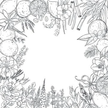 Plants and flowers for perfumery.Vector background. Illustration