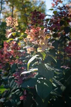 Plants and Flowers Stock Photos