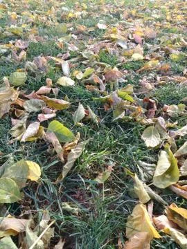 Plants And Grass Фото