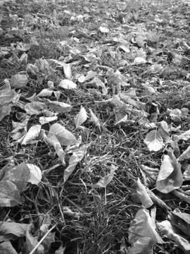 Plants And Grass Фото