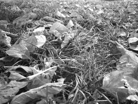 Plants And Grass Stock-Fotos