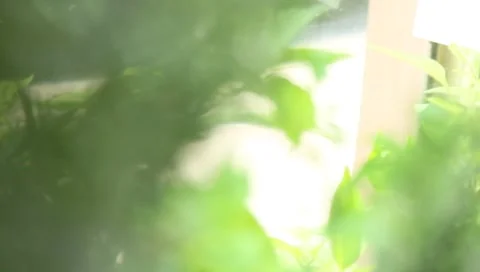 Plants and Herbs - Focus Roll 動画素材 8609791