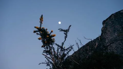 Plants and the moon Stock Photos