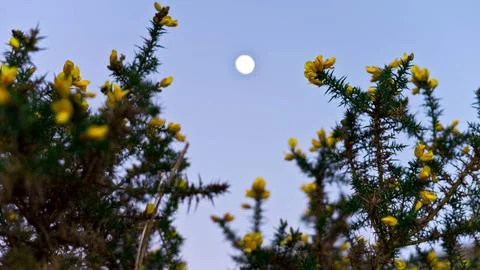 Plants and the moon Stock Photos