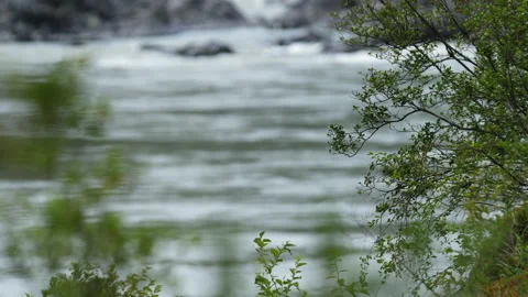 Plants and mountain river Stock Footage 204108682