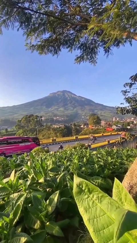 Plants and mountains Stock Footage 221325256