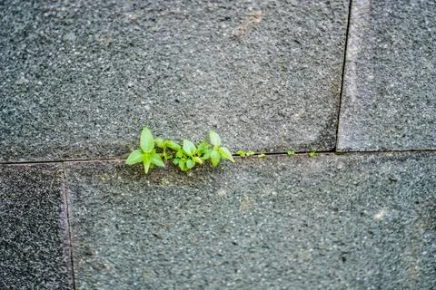 Plants and objects Stock Photos