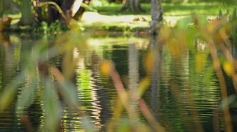 Plants and the pond Video stock 33847645