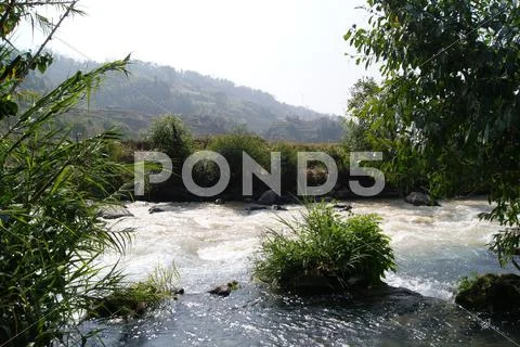 Plants and River Stock Photos