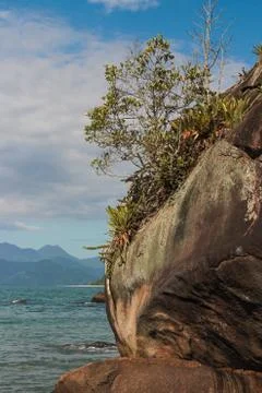 Plants and rocks at the beach Stock Photos
